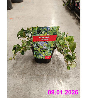 Vinca minor C 1,4 L